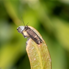 Leistomorpha brontoscopa (A concealer moth) at Higgins, ACT - 9 Sep 2025 by AlisonMilton