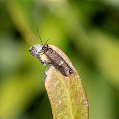 Leistomorpha brontoscopa (A concealer moth) at Higgins, ACT - 9 Sep 2025 by AlisonMilton