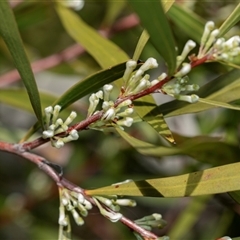 Hakea salicifolia (Willow-leaved Hakea) at Higgins, ACT - 9 Sep 2025 by AlisonMilton