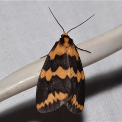 Termessa xanthomelas (A moth) by DianneClarke