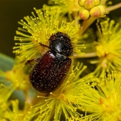 Heteronyx dimidiatus (Dimidiatus scarab beetle) at Scullin, ACT - 9 Sep 2025 by AlisonMilton