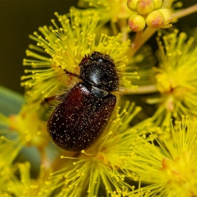 Heteronyx dimidiatus (Dimidiatus scarab beetle) at Scullin, ACT - 9 Sep 2025 by AlisonMilton