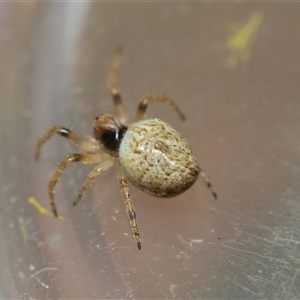 Unverified Other web-building spider at Scullin, ACT - 9 Sep 2025 by AlisonMilton