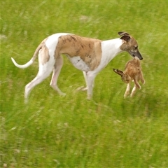 Lepus capensis (Brown Hare) at Freshwater Creek, VIC - 3 Sep 2025 by WendyEM
