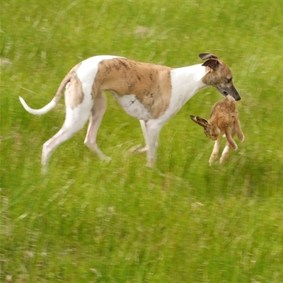 Lepus capensis (Brown Hare) at Freshwater Creek, VIC - 3 Sep 2025 by WendyEM