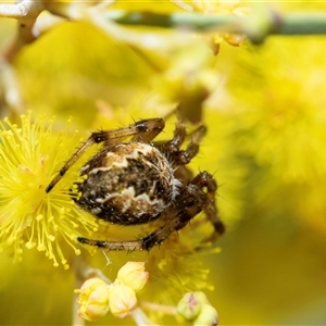 Unverified Orb-weaving spider (several families) at Scullin, ACT - 9 Sep 2025 by AlisonMilton