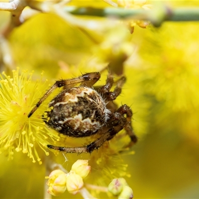 Unverified Orb-weaving spider (several families) at Scullin, ACT - 9 Sep 2025 by AlisonMilton