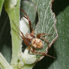 Unverified Orb-weaving spider (several families) at Freshwater Creek, VIC - 3 Sep 2025 by WendyEM