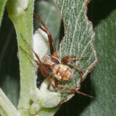 Unverified Orb-weaving spider (several families) at Freshwater Creek, VIC - 3 Sep 2025 by WendyEM
