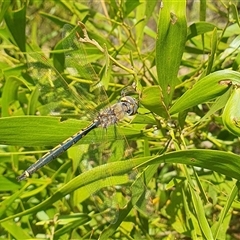 Hemicordulia tau (Tau Emerald) at Penrose, NSW - 9 Sep 2025 by Aussiegall