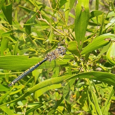Hemicordulia tau (Tau Emerald) at Penrose, NSW - 9 Sep 2025 by Aussiegall