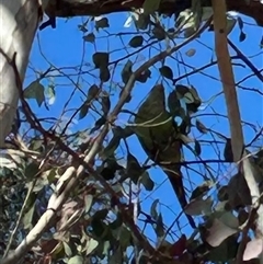 Polytelis swainsonii (Superb Parrot) at Higgins, ACT - 9 Sep 2025 by Jillw