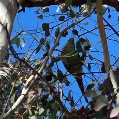 Polytelis swainsonii (Superb Parrot) at Higgins, ACT - 9 Sep 2025 by Jillw