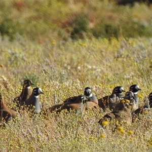 Phaps histrionica (Flock Bronzewing) at Birdsville, QLD - 22 Aug 2025 by HelenCross