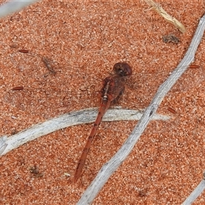 Diplacodes bipunctata (Wandering Percher) at Birdsville, QLD - 22 Aug 2025 by HelenCross