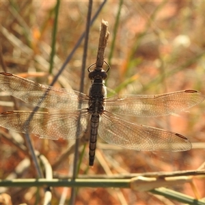 Orthetrum caledonicum (Blue Skimmer) at Birdsville, QLD - 22 Aug 2025 by HelenCross