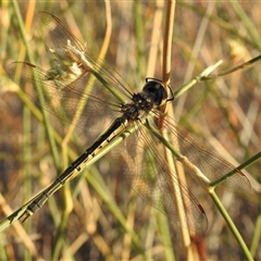 Hemicordulia tau (Tau Emerald) at Birdsville, QLD - 22 Aug 2025 by HelenCross