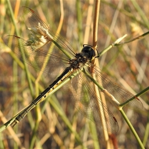 Hemicordulia tau (Tau Emerald) at Birdsville, QLD - 22 Aug 2025 by HelenCross
