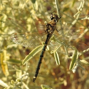 Hemicordulia tau (Tau Emerald) at Birdsville, QLD - 22 Aug 2025 by HelenCross
