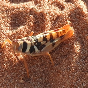 Stropis maculosa (Leopard Grasshopper) at Birdsville, QLD - 22 Aug 2025 by HelenCross