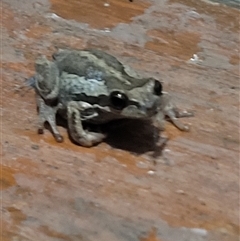 Litoria quiritatus by TAC
