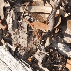 Diplacodes bipunctata (Wandering Percher) at Yarralumla, ACT - 9 Sep 2025 by Harrisi