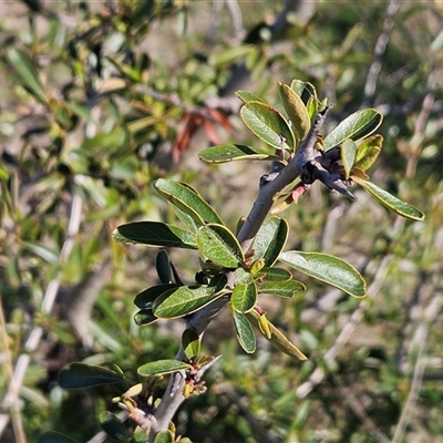 Pyracantha crenulata (Firethorn) at Whitlam, ACT - 9 Sep 2025 by sangio7