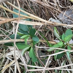 Lonicera japonica (Japanese Honeysuckle) at Macquarie, ACT - 16 Aug 2025 by Jennybach