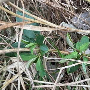 Lonicera japonica (Japanese Honeysuckle) at Macquarie, ACT - 16 Aug 2025 by Jennybach