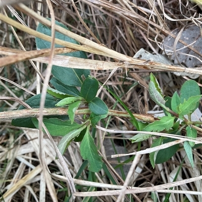 Lonicera japonica (Japanese Honeysuckle) at Macquarie, ACT - 16 Aug 2025 by Jennybach