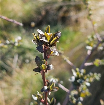 Prunus sp. (A Plum) at Whitlam, ACT - 9 Sep 2025 by sangio7