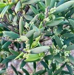 Monotoca elliptica (Tree Broom-heath) at Ulladulla, NSW - 28 Jul 2025 by Jennybach