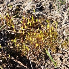 Rosulabryum campylothecium at Weetangera, ACT - 9 Sep 2025 by sangio7