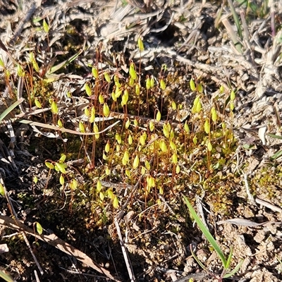 Rosulabryum campylothecium at Weetangera, ACT - 9 Sep 2025 by sangio7