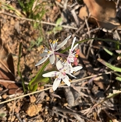Wurmbea dioica subsp. dioica (Early Nancy) at Denman Prospect, ACT - 6 Sep 2025 by Jennybach