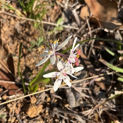 Wurmbea dioica subsp. dioica (Early Nancy) at Denman Prospect, ACT - 6 Sep 2025 by Jennybach