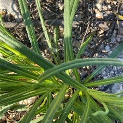 Xerochrysum viscosum (Sticky Everlasting) at Denman Prospect, ACT - 6 Sep 2025 by Jennybach