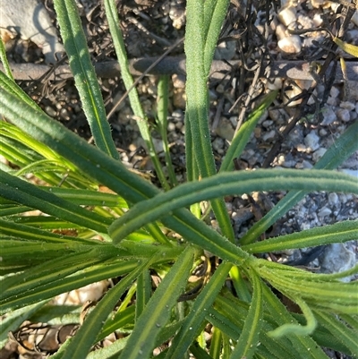 Xerochrysum viscosum (Sticky Everlasting) at Denman Prospect, ACT - 6 Sep 2025 by Jennybach