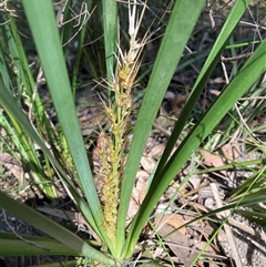 Lomandra longifolia (Spiny-headed Mat-rush, Honey Reed) at Canyonleigh, NSW - 9 Sep 2025 by blacksheep