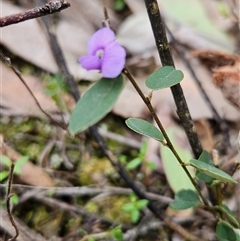 Hovea heterophylla (Common Hovea) at Googong, NSW - 7 Sep 2025 by anaqbn