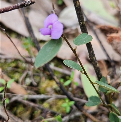 Hovea heterophylla (Common Hovea) at Googong, NSW - 7 Sep 2025 by anaqbn