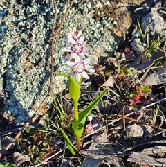 Wurmbea dioica subsp. dioica (Early Nancy) at Whitlam, ACT - 9 Sep 2025 by sangio7