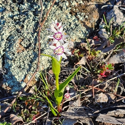 Wurmbea dioica subsp. dioica (Early Nancy) at Whitlam, ACT - 9 Sep 2025 by sangio7