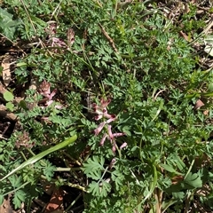 Fumaria muralis subsp. muralis (Wall Fumitory) at Cook, ACT - 9 Sep 2025 by TonyAshton