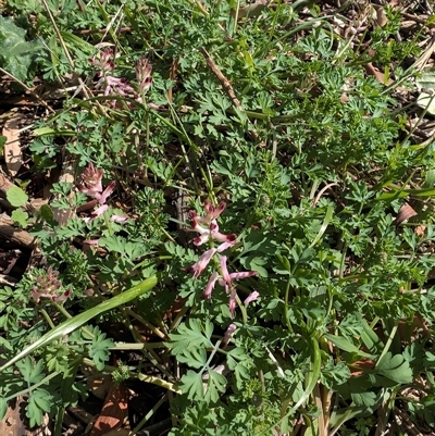 Fumaria muralis subsp. muralis (Wall Fumitory) at Cook, ACT - 9 Sep 2025 by TonyAshton