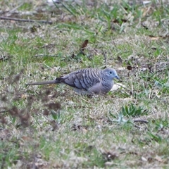 Geopelia placida (Peaceful Dove) at Duffy, ACT - 9 Sep 2025 by LineMarie