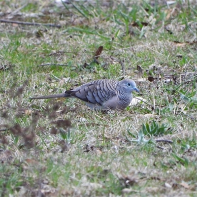 Geopelia placida (Peaceful Dove) at Duffy, ACT - 9 Sep 2025 by LineMarie