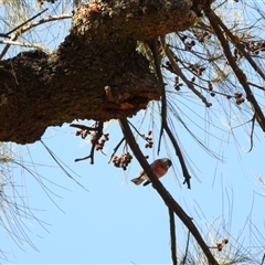 Petroica rosea (Rose Robin) at Kambah, ACT - 9 Sep 2025 by LineMarie