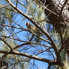 Carduelis carduelis (European Goldfinch) at Kambah, ACT - 9 Sep 2025 by LineMarie