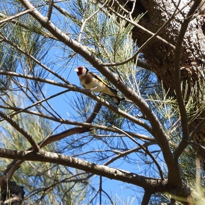 Carduelis carduelis (European Goldfinch) at Kambah, ACT - 9 Sep 2025 by LineMarie
